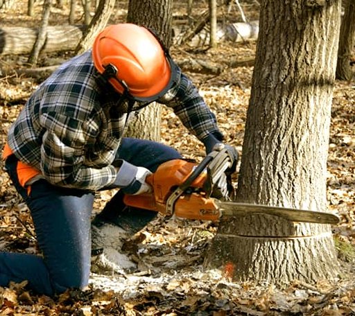 Tree Removal in Gans, OK